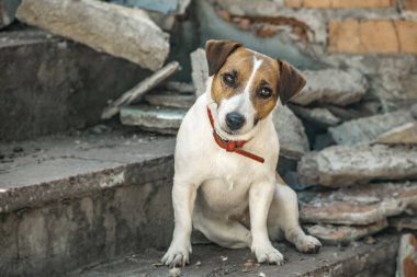 Bir köpek Jack Russell Terrier merdivenlerinde oturmuş bina yok. Eski tuğla duvar arka plan