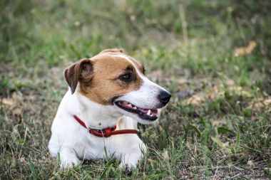 Küçük bir Jack Russell Terrier yeşil çim üzerinde yalan köpek. Dinlenme a evde beslenen hayvan