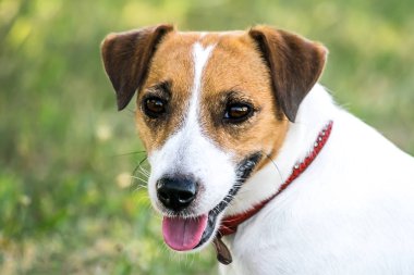 Bir sevimli köpek Jack Russell Terrier kameraya bakıyor