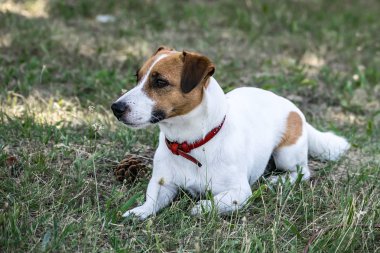 Kırmızı ve beyaz yalan ve yeşil çim outdore üzerinde dinlenme Jack Russell Terrier köpek