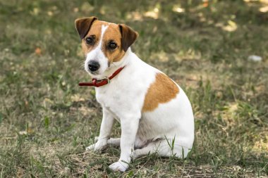 Küçük bir köpek Jack Russell Terrier yeşil çimenlerin üzerinde oturan ve kameraya bakıyor