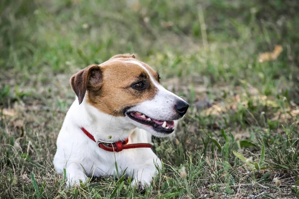 Un perro pequeño Jack Russell Terrier acostado sobre hierba verde. Una mascota en reposo — Foto de Stock