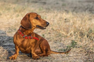 Yaz aylarında bir glade üzerinde oturan bir güzel kırmızı dachshund köpek