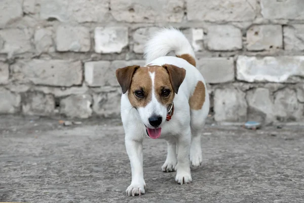 A dog Jack Russell Terrier walking on the background of the old gray brick wall of a ruined building — Stock Photo, Image