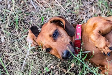 Şirin bir dachshund sırtında yatarken yaz aylarında dışarıda
