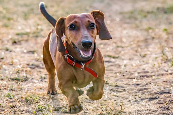 Um cão dachshund feliz correndo no prado no dia de verão — Fotografia de Stock