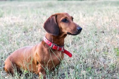 Köpek yazın glade üzerinde oturan bir av dachshund