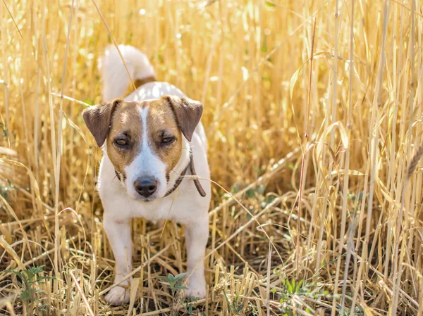 Perro Jack Russell Terrier de pie en el campo de centeno en el día soleado. Antecedentes de centeno maduro — Foto de Stock