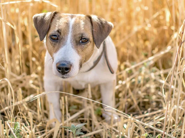 Retrato del lindo cachorro Jack Russell Terrier parado en el campo de centeno en el día soleado. Un perro en el fondo de centeno maduro — Foto de Stock