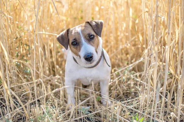 Dog Jack Russell Terrier em pé no campo de centeio no dia ensolarado. Um cão olhando para a câmera — Fotografia de Stock