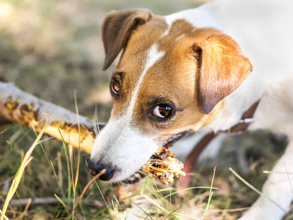 Retrato de un perro royendo una rama de un árbol. Jack Russell Terrier perro jugando con palo de madera perro mirando a la cámara . — Foto de Stock