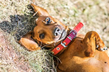 Sırtında sunnu gün yatan şirin bir dachshund