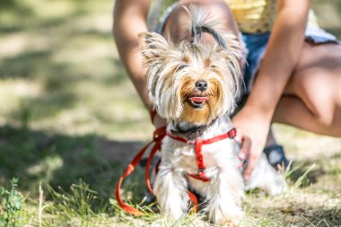 Onun sahibi kız ayakları oturan küçük bir Yorkshire Terrier köpek oturma