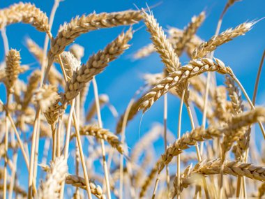 Çavdar çim alan. Olgun tahıl spikelets. Kırpma ve yem kırpma kapağı. Mavi gökyüzü arka plan. Tarım kavramı