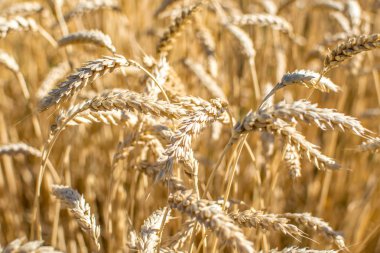 Altın çavdar çim alan. Olgun tahıl spikelets. Kırpma ve yem kırpma kapağı. Tarım kavramı
