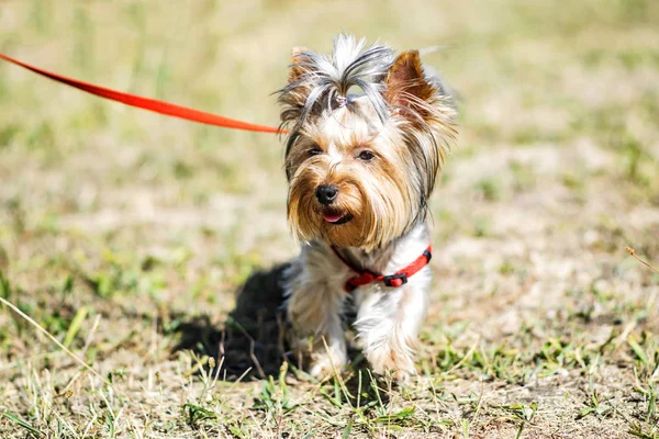 Güneşli yaz gününde açık bir yolda küçük bir Yorkshire Terrier köpek