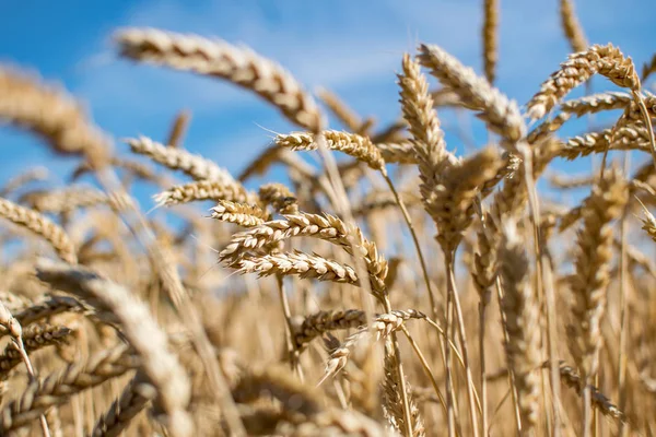 Campo de hierba de centeno. Espiguillas de grano maduro. Cultivo de cobertura y forraje. Fondo cielo azul. Concepto agrícola —  Fotos de Stock