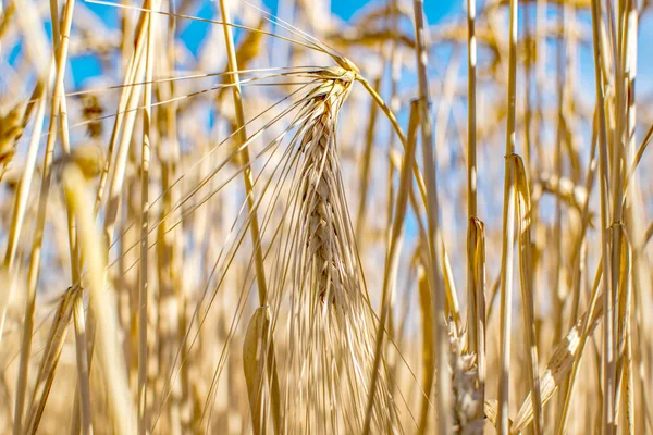 Campo de hierba de centeno. Espiguillas de grano maduro. Cultivo de cobertura y forraje. Concepto agrícola —  Fotos de Stock