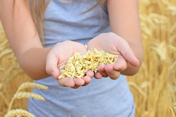 Niña sosteniendo granos de centeno en palmas abiertas en el campo. Símbolo de vida, paz, crecimiento —  Fotos de Stock