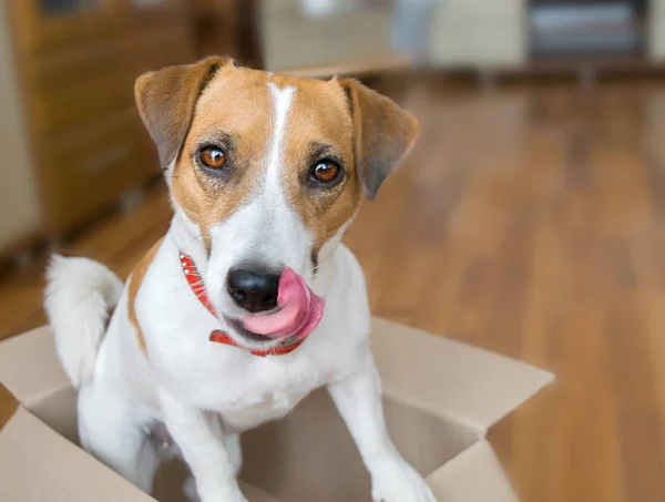 Lindo cachorro Jack Russell Terrier sentado en una caja de cartón parcela lamiendo su nariz con lengua — Foto de Stock