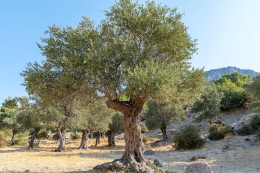 Kıbrıs 'taki dağlarda eski zeytin koruluğu. Güneşli bir günde zeytin ağaçları. Güzel doğa.