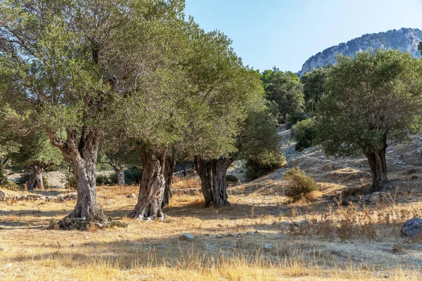 Antiguo olivar en las montañas de Chipre. Olivos en un día soleado . —  Fotos de Stock