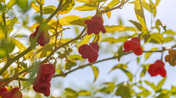 Hot Chilli Peppers Carolina Reaper hanging on the branches of a bush in a summer garden. Ornamental and edible plant