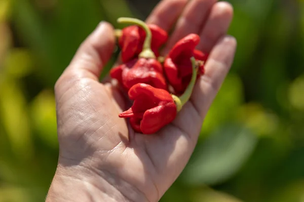 Sıcak Chilli Peppers Carolina Biçicisi yaz bahçesinde avucunun içinde