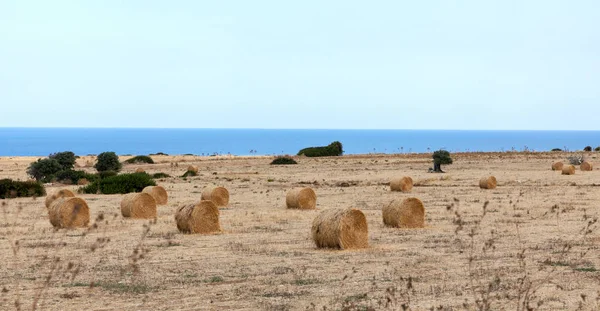 Vue du nord de Chypre. La nature de la Méditerranée. Une balle ronde de paille pour l'alimentation animale. Fourrage pour le bétail. Agriculture de l'île de Chypre — Photo