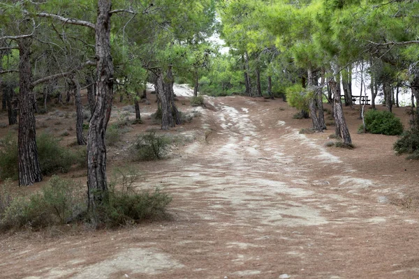 Chipre septentrional paisaje. Hermosa naturaleza mediterránea. Camino de montaña. Bosque —  Fotos de Stock