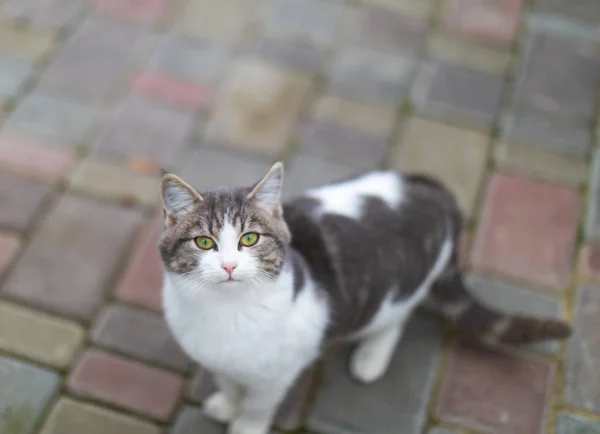 Portrait de chat moelleux blanc gris mignon regardant dans la caméra — Photo