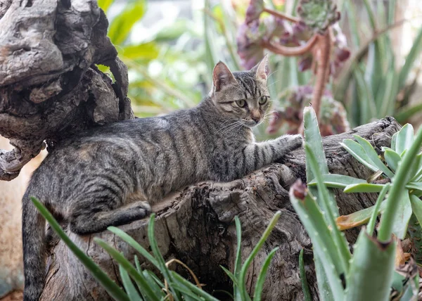 Portrait de chat gris sauvage ou sans abri couché sur du bois flotté dans un restaurant méditerranéen en plein air et regardant dans la caméra — Photo