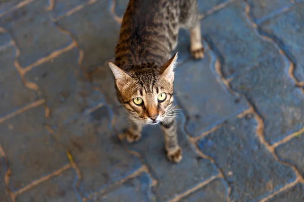 Retrato de gato salvaje gris lindo mirando a la cámara. Gatito hambriento pidiendo comida — Foto de Stock