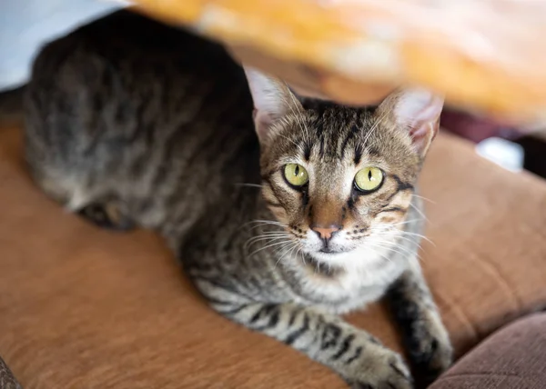 Portrait of cute gray cat lying on a chair under a table in a Mediterranean restaurantand looking into the camera — 스톡 사진