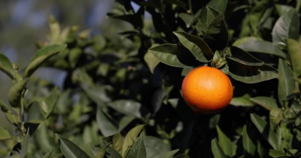 Érett Narancs Citrus Gyümölcs Vagy Mandarin Lóg Faágon Személy Kezét — Stock videók
