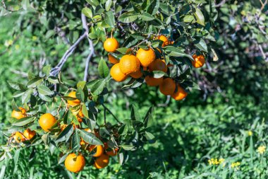 Dallara asılmış portakal meyveleri. Bahçede yetişen portakal ağacı. Parlak Yaz bahçesi arka planı.