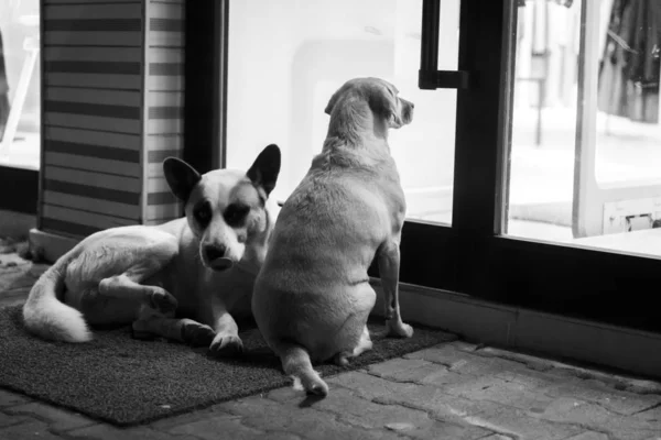 Dua anjing liar ramah duduk di sebelah pintu masuk. Anjing tunawisma duduk di jalan dan melihat melalui pintu kaca toko. Foto hitam dan putih. — Stok Foto
