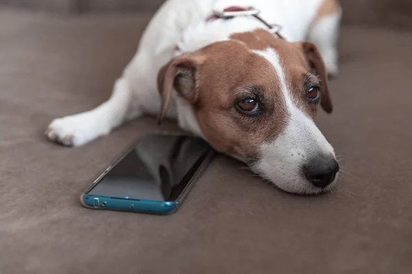 Malý Roztomilý Pes Jack Russell Terrier Ležící Chytrým Telefonem Polštáři — Stock fotografie