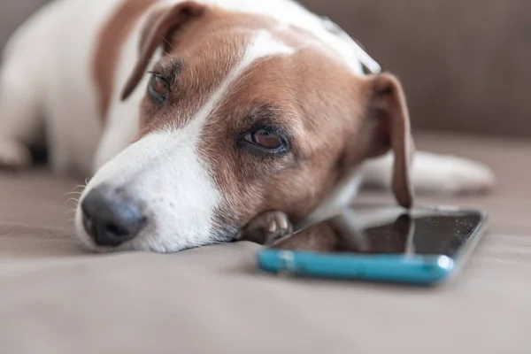 Retrato de cerca del pequeño perro lindo Jack Russell Terrier acostado con un teléfono inteligente en una almohada de sofá y mirando a la cámara. Perro esperando una llamada . — Foto de Stock