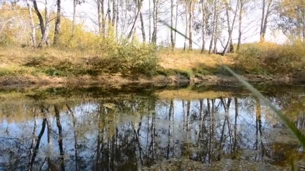Herfst landschap met een meer — Stockvideo