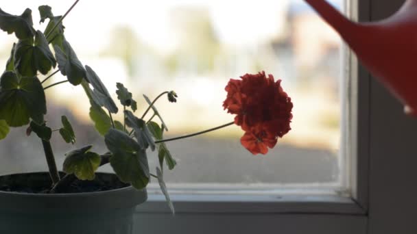 Close-up of a man's hand watering flowers from a watering can — Stock Video