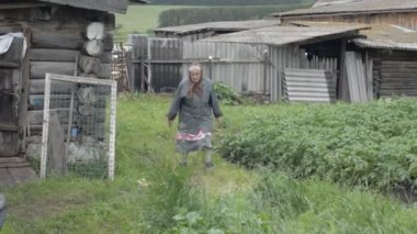 Eski büyükanne küçük tavuk ile rengarenk bir tavuk yürür