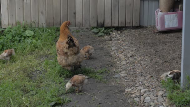 Hemmagjord kyckling för en promenad — Stockvideo
