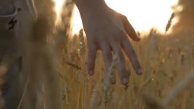 Genç erkek el buğday sonbahar alana dokunmadan