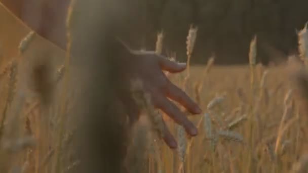 Чоловіча рука торкається пшениці в осінньому полі — стокове відео