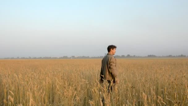 Ένας ενήλικος άντρας περπατά το πεδίο σιτάρι — Αρχείο Βίντεο