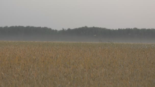 Blick auf den Weizenfeld-Horizont am Abend — Stockvideo