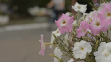 Renkli çiçekli çiçek tarhı.