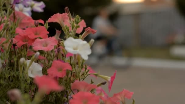 Cama de flores con flores de colores. — Vídeos de Stock