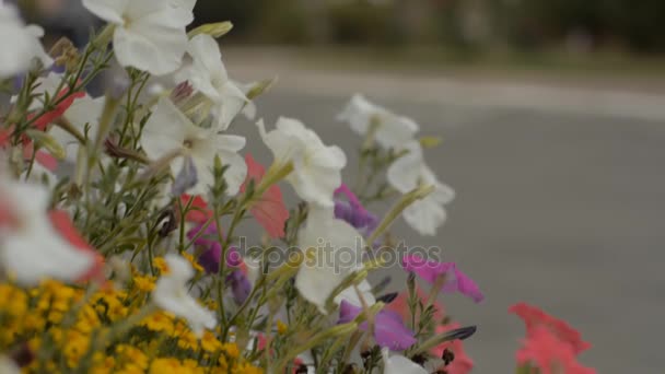 Virágágy színes virágokkal. — Stock videók